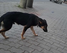 WOKY, Hund, Deutscher Schäferhund-Mix in Slowakische Republik - Bild 8