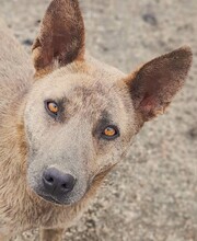 ISOLDE, Hund, Mischlingshund in Rumänien