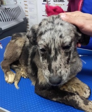 BALOU, Hund, Mischlingshund in Rumänien