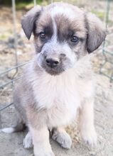 ARAMIS, Hund, Mischlingshund in Rumänien
