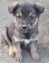 ALIA, Hund, Mischlingshund in Rumänien