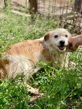 POPPY, Hund, Terrier-Mix in Italien