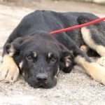 PINOREK, Hund, Mastin Español in Saarbrücken - Bild 4