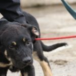 PINOREK, Hund, Mastin Español in Saarbrücken - Bild 6