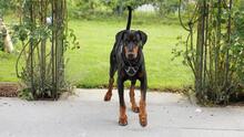 VIDA, Hund, Dobermann in Rosengarten - Bild 1