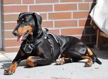 VIDA, Hund, Dobermann in Rosengarten - Bild 3