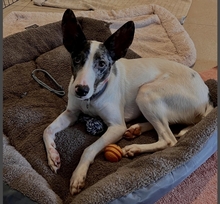 JACINTO, Hund, Podenco in Spanien - Bild 3