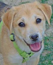 MAIRY, Hund, Mischlingshund in Griechenland