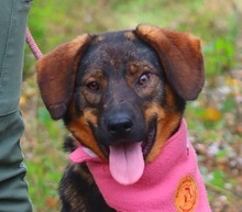 HEIDY, Hund, Mischlingshund in Slowakische Republik - Bild 1