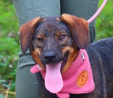 HEIDY, Hund, Mischlingshund in Slowakische Republik - Bild 10