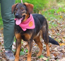 HEIDY, Hund, Mischlingshund in Slowakische Republik - Bild 11