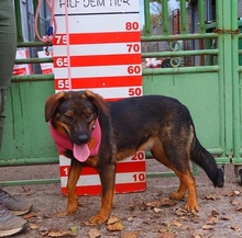 HEIDY, Hund, Mischlingshund in Slowakische Republik - Bild 12