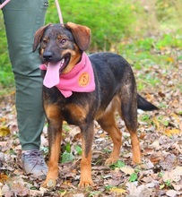 HEIDY, Hund, Mischlingshund in Slowakische Republik - Bild 2