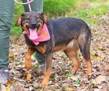 HEIDY, Hund, Mischlingshund in Slowakische Republik - Bild 3