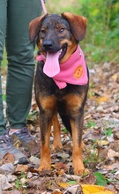 HEIDY, Hund, Mischlingshund in Slowakische Republik - Bild 4