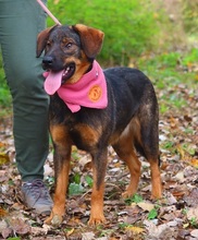 HEIDY, Hund, Mischlingshund in Slowakische Republik - Bild 5