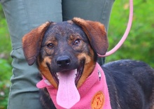 HEIDY, Hund, Mischlingshund in Slowakische Republik - Bild 6