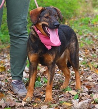 HEIDY, Hund, Mischlingshund in Slowakische Republik - Bild 8