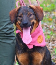 HEIDY, Hund, Mischlingshund in Slowakische Republik - Bild 9