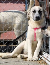 MAJA, Hund, Herdenschutzhund-Mix in Griechenland - Bild 10