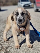 MAJA, Hund, Herdenschutzhund-Mix in Griechenland - Bild 12