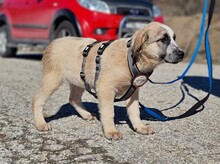 MAJA, Hund, Herdenschutzhund-Mix in Griechenland - Bild 13