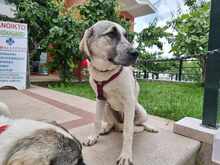 MAJA, Hund, Herdenschutzhund-Mix in Griechenland - Bild 2