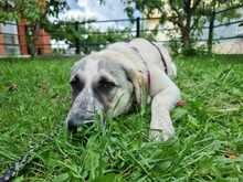 MAJA, Hund, Herdenschutzhund-Mix in Griechenland - Bild 3