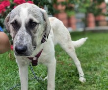 MAJA, Hund, Herdenschutzhund-Mix in Griechenland - Bild 5