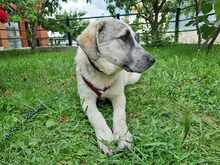 MAJA, Hund, Herdenschutzhund-Mix in Griechenland - Bild 6