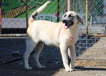 MAJA, Hund, Herdenschutzhund-Mix in Griechenland - Bild 7