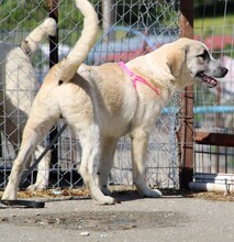 MAJA, Hund, Herdenschutzhund-Mix in Griechenland - Bild 8