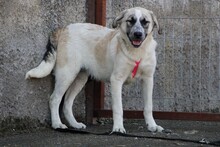 MAJA, Hund, Herdenschutzhund-Mix in Griechenland - Bild 9