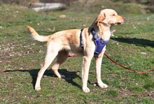 SAMMY, Hund, Mischlingshund in Griechenland
