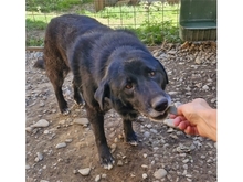 REYKA, Hund, Mischlingshund in Rumänien - Bild 1