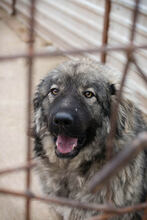 PAUL, Hund, Herdenschutzhund-Mix in Kroatien - Bild 1