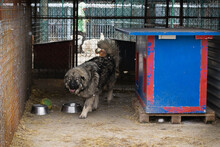 PAUL, Hund, Herdenschutzhund-Mix in Kroatien - Bild 2