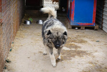 PAUL, Hund, Herdenschutzhund-Mix in Kroatien - Bild 3