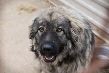 PAUL, Hund, Herdenschutzhund-Mix in Kroatien - Bild 4