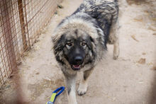 PAUL, Hund, Herdenschutzhund-Mix in Kroatien - Bild 5