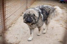 PAUL, Hund, Herdenschutzhund-Mix in Kroatien - Bild 6