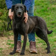 ASKAN, Hund, Labrador-Mix in Ungarn - Bild 1