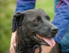 ASKAN, Hund, Labrador-Mix in Ungarn - Bild 2