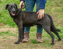 ASKAN, Hund, Labrador-Mix in Ungarn - Bild 3