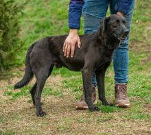 ASKAN, Hund, Labrador-Mix in Ungarn - Bild 4