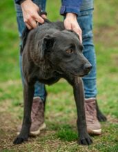 ASKAN, Hund, Labrador-Mix in Ungarn - Bild 5