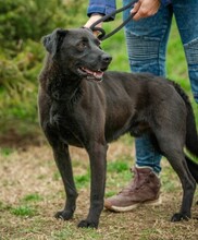 ASKAN, Hund, Labrador-Mix in Ungarn - Bild 6