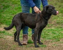 ASKAN, Hund, Labrador-Mix in Ungarn - Bild 7