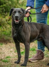 ASKAN, Hund, Labrador-Mix in Ungarn - Bild 8