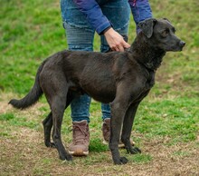 ASKAN, Hund, Labrador-Mix in Ungarn - Bild 9